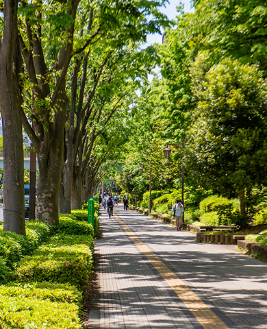 現地周辺の並木道（2024年10月撮影）